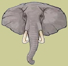 head-of-elephant-icon