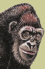 mountain-gorilla_rs mountain-gorilla_rs